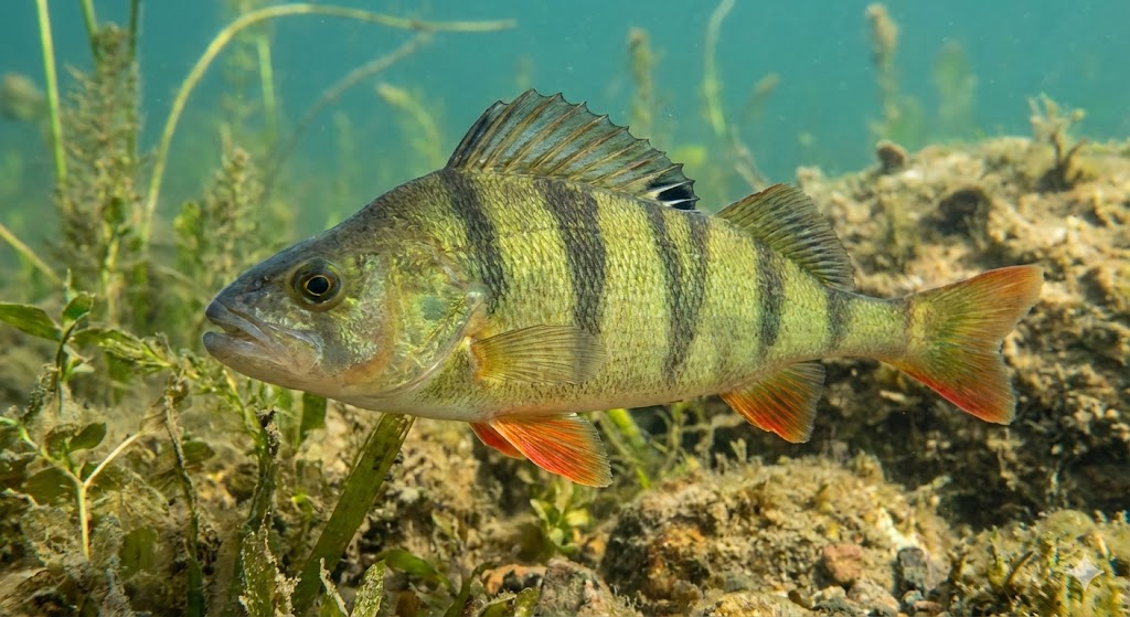 Abborre - svensk fiskart
