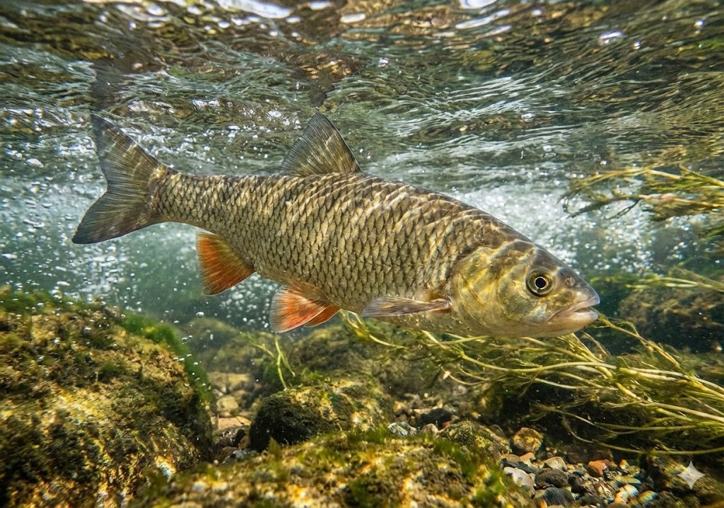 Färna - svensk fiskart